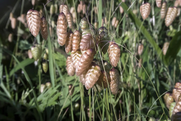 quaking grass; The weed which blooms on the roadside