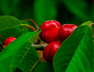 Three cherry on the tree