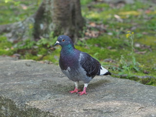 公園にいた鳩です