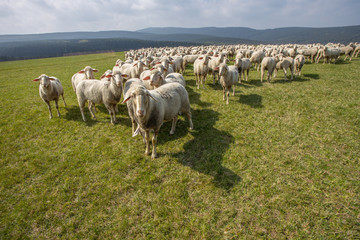 schafe Herde berge wiese abgrasen