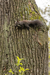 Eichhörnchen an Baum Blick Flucht 