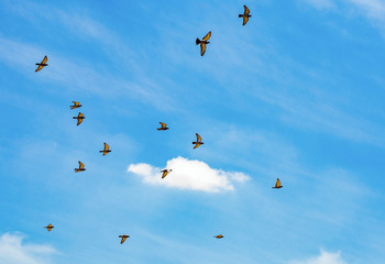 Sky is my home