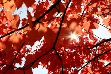 Baum mit roten Blättern