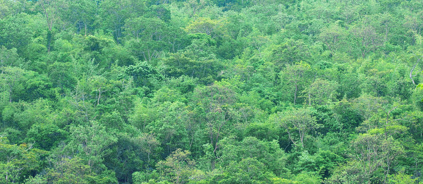 Wide angle top view of beautiful green forest. Tropical jungle with lots of trees and fresh green leafs and shrubs on mountain. For environmental background or wallpaper