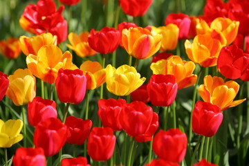 Beautiful colored red and yellow tulips on a field, postcard or greetingscard for easter and motherday