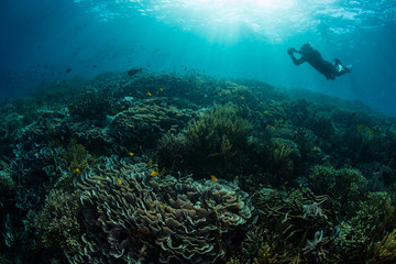 Fototapeta na wymiar A snorkeler swims over a coral covered underwater slope in Komodo National Park, Indonesia. This tropical area is known for its high marine biodiversity.