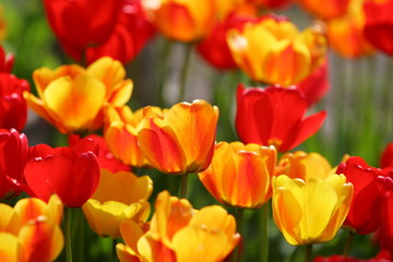 Fototapeta na wymiar Beautiful colored red and yellow tulips on a field, postcard or greetingscard for easter and motherday