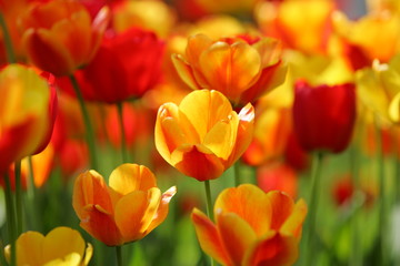Beautiful colored red and yellow tulips on a field, postcard or greetingscard for easter and motherday