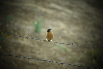 In Nikon D3400 capture 