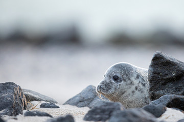 Seehund (Phoca vitulina) © Christoph