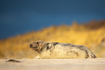 Kegelrobbe (Halichoerus grypus) © Christoph