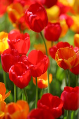 Beautiful colored red and yellow tulips on a field, postcard or greetingscard for easter and motherday