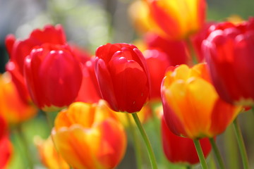 Fototapeta premium Beautiful colored red and yellow tulips on a field, postcard or greetingscard for easter and motherday