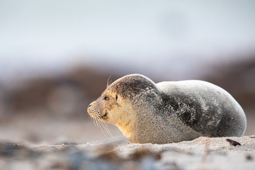 Seehund (Phoca vitulina)