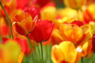 Fototapeta premium Piękne kolorowe czerwone i żółte tulipany na polu, pocztówce lub kartce z życzeniami na Wielkanoc i Dzień Matki