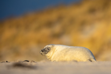Kegelrobbe (Halichoerus grypus) © Christoph