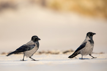 Nebelkr&auml;hen am Strand