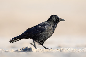 Raben- bzw. Aaskrähe am Strand