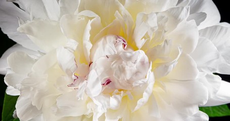 Beautiful white peony flower blooming in timelapse close up