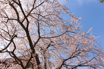 Fototapeta na wymiar 本覚寺の桜
