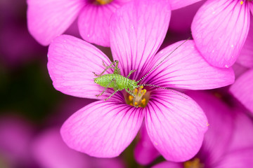 Pink Flowers from a Fake Shamrock Oxalis Plant With Green Insect Aphid