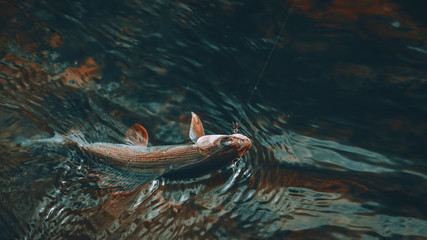 Obraz premium Grayling caught on the fly. Tenkara and fly fishing.