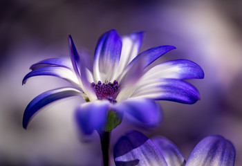 Purple Flower