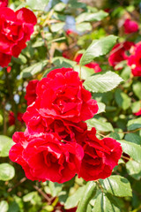 red flowers in the garden