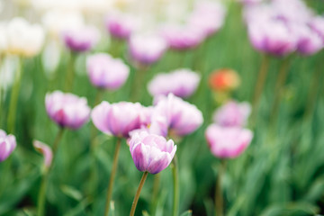 close-up beautiful spring flowers growing on the lawn near the forest