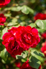 red flowers in the garden