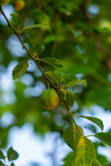 fruit and trees grown in gardens