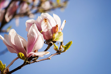 Obraz premium Magnolie