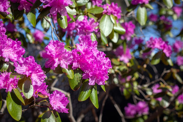Rhododendron trees closeup at spring full bloom