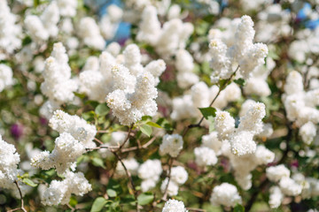 beautiful white lilac blooms in spring in the garden