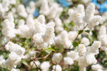 beautiful white lilac blooms in spring in the garden
