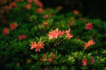 close-up beautiful spring flowers growing on the lawn near the forest