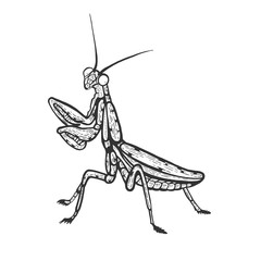 Mantis insect sketch line art engraving vector illustration. Scratch board style imitation. Black and white hand drawn image.