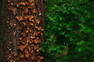 green leaves on the tree