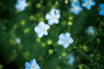 Field of flowering flax. Macro. Selective focus. Natural economy.