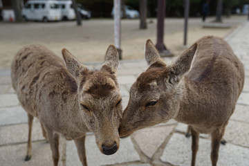 Nara Deer