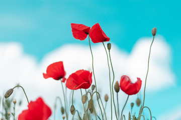 Obraz premium Czerwony kwiat maku w polu