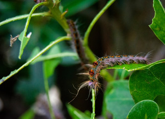 wurm, worm