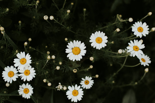 white flower on dark green background. © Cosminxp