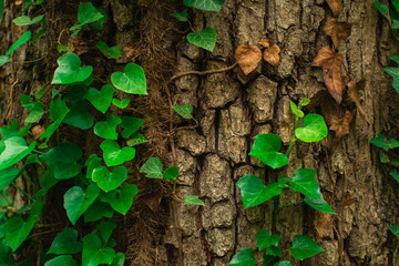 green leaves on the tree