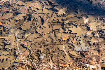 Fallen brown autmn foliage underwater, close-up
