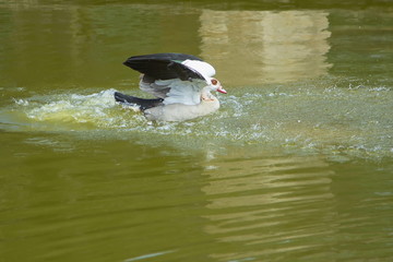 Nilgans