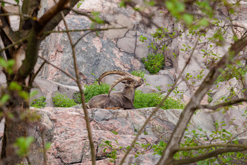 Ibex outdoors at summer in zoo