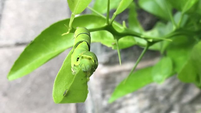 a hungry swallowtail butterfly caterpillar eating a leaf_v04