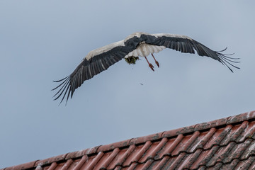 Stork bird flying in Bavaria, Germany