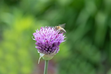 Fototapeta premium blaue Distel mit Biene